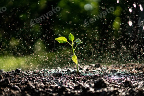 Preview: small young plant sprout under the strong heavy rain