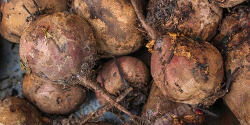 Preview: Beet Harvest Beetroot (Many Fruits Of Beets That Just Dug From The Ground) Concept. Food