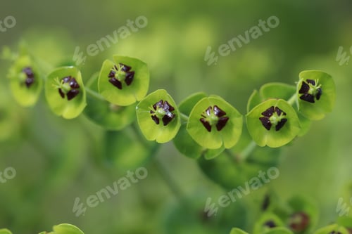 Preview: Closeup of Unique Green Flowers with Black Centers in Natural Setting