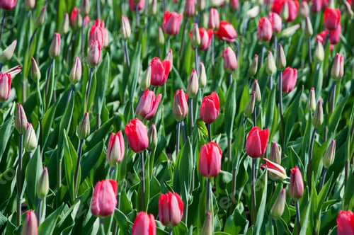 Preview: Many red tulips grow outdoors in spring. Background, texture