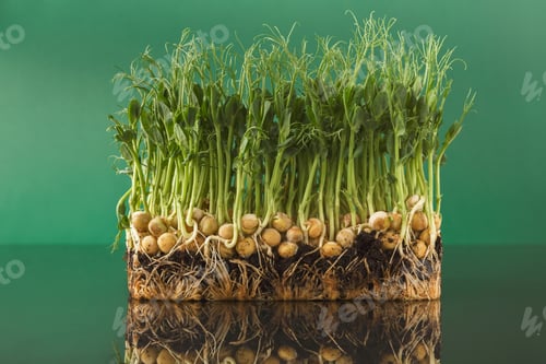 Preview: Organic growing micro greens