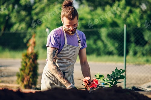 Preview: Man transplanting a potted plant while working in a greenhouse or plant nursery