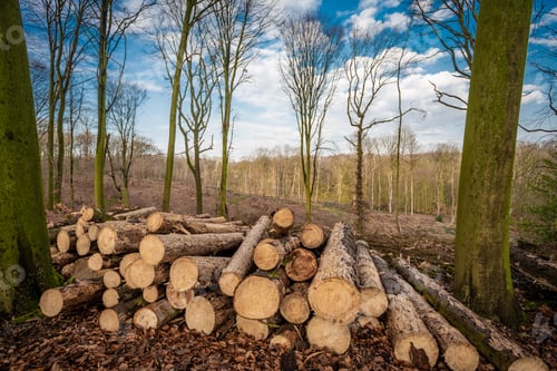Preview: Forest deforestation tree concept, logging. Pile of firewood in nude deciduous forest