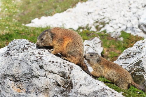 Preview: Alpine marmot (Marmota marmota) on rock