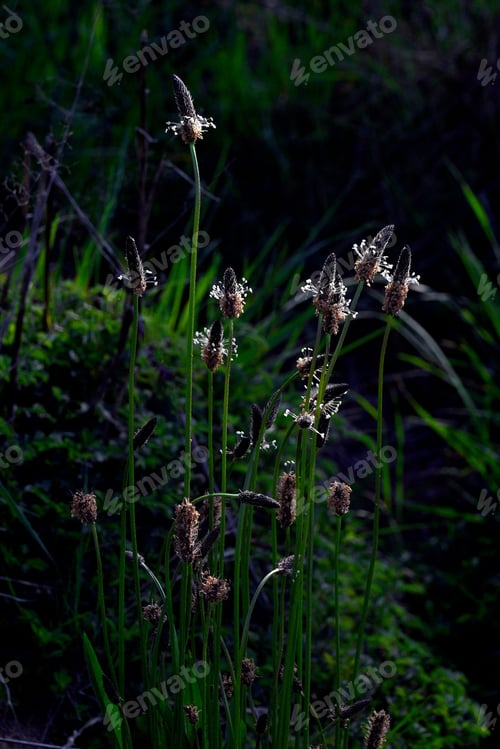 Preview: Idyllic landscape featuring Ribwort Plantain growing in a lush, verdant meadow