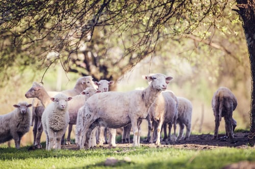 Preview: Flock of sheep