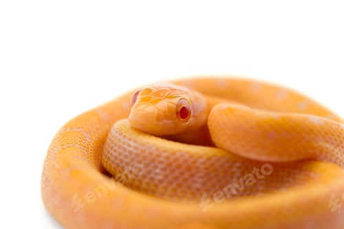 Preview: Beauty rat Snake isolated on white background