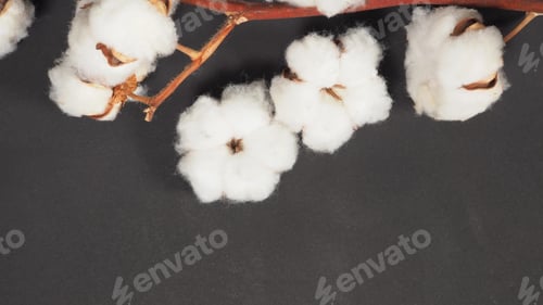 Preview: Cotton flowers on black background and copy space.it is shooting in studio.