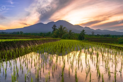 Preview: Beautiful morning view indonesia Panorama Landscape paddy fields with beauty color and sky natural l