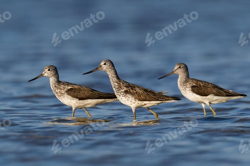 Preview: Common greenshank (Tringa nebularia)