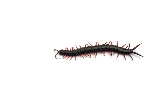 Preview: Giant centipede isolated on white background