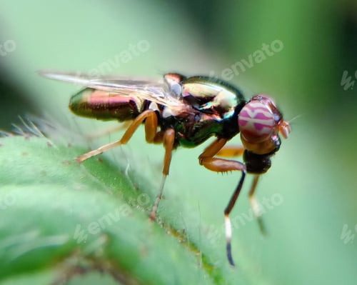 Preview: Flies