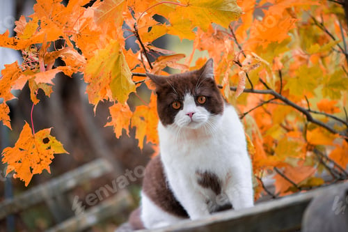 Preview: British Shorthair cat sitting under a branch of colorful autumn leaves and looking to camera