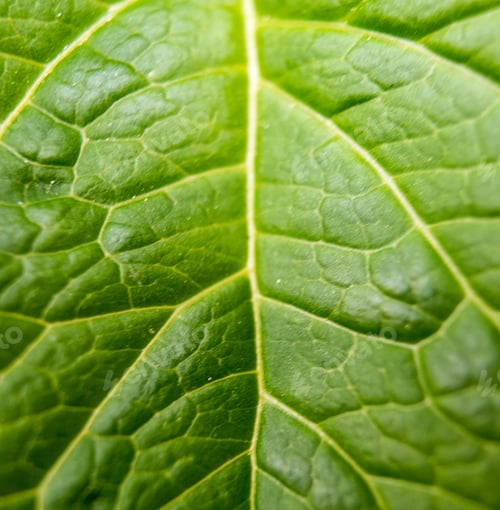 Preview: A plant with a particular big leaf