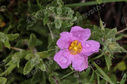 Preview: Hoary rock-rose, Pink rock-rose, Cistus creticus