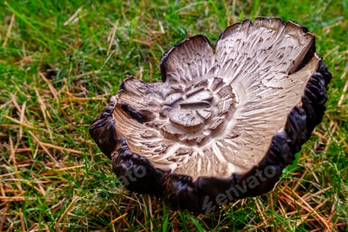 Preview: Mushroom of intense color, Macrolepiota procera.
