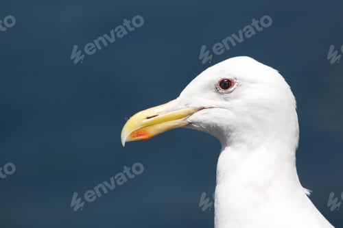 Preview: Seagull Portrait