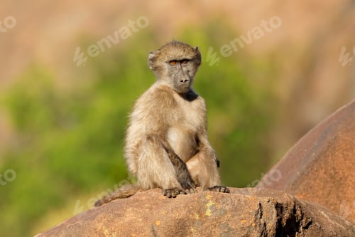 Preview: Young chacma baboon sitting on a rock - South Africa