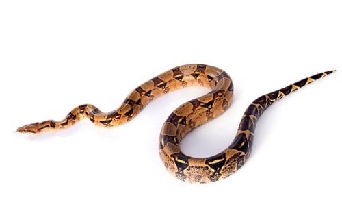 Preview: Boa constrictor