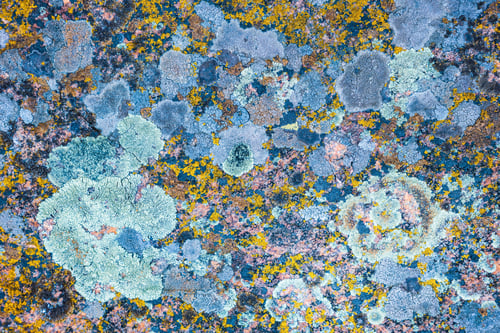 Preview: Multi-colored fungus texture on the stones