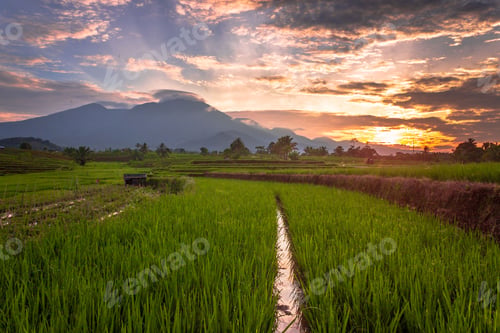 Preview: Beautiful morning view indonesia Panorama Landscape paddy fields with beauty color and sky natural