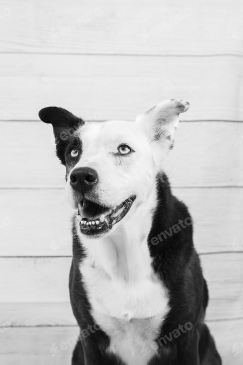 Preview: Portrait of a black and white dog