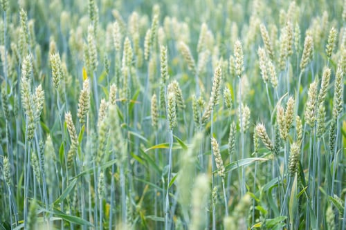 Preview: Young Green Ears of Wheat Crop Plants, Close Up.