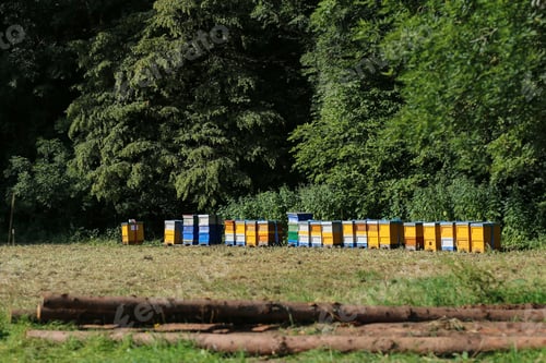 Preview: Apiary with colorful beehives on the edge of the forest