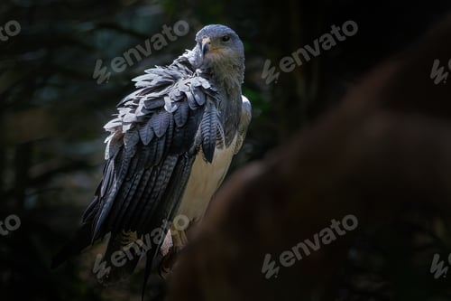 Preview: Black-chested Buzzard-eagle (Geranoaetus melanoleucus) - Bird of Prey