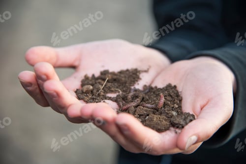 Preview: Germnay, Hands holding soil with worms