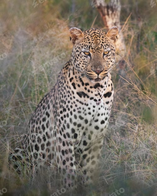 Preview: A male leopard, Panthera pardus, sits in long grass and looks forward