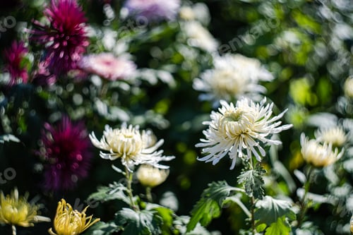 Preview: Sunny day in autumnal garden