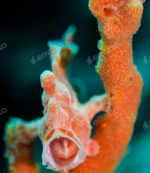 Preview: Colorful sea life underwater, shallow underwater seascape