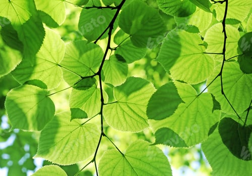 Preview: fresh green foliage