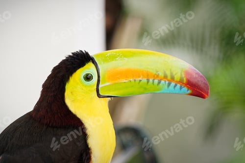 Preview: Close-up of a colorful toucan's head and distinctive long beak