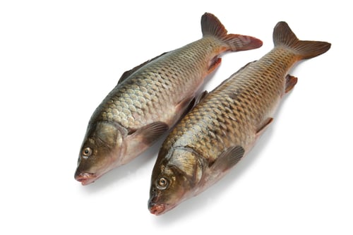 Preview: Two whole carps