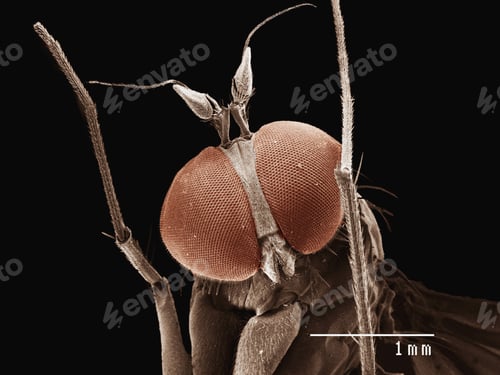 Preview: Coloured SEM of small fly (Diptera)