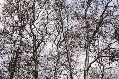 Preview: Forest network of branches, stems and twigs in winter