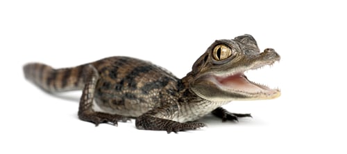 Preview: Spectacled Caiman, Caiman crocodilus, also known as a the White Caiman