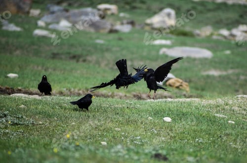 Preview: Flock of black birds perched atop a rocky outcrop surrounded by lush green foliage