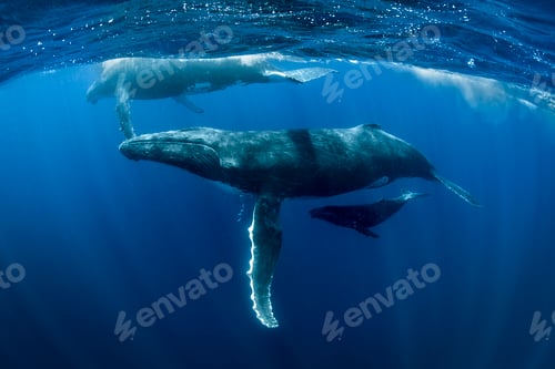 Preview: Humpback whales (Megaptera novaeangliae), underwater view, Tonga, Western, Fiji