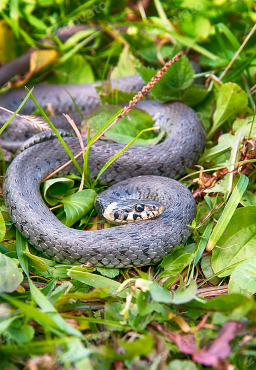 Preview: snake