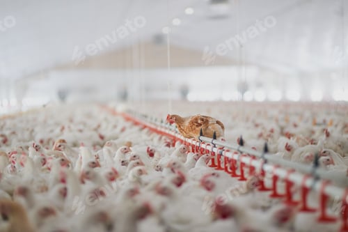 Preview: Shot of a large flock of chicken hens all together in a big warehouse on a farm