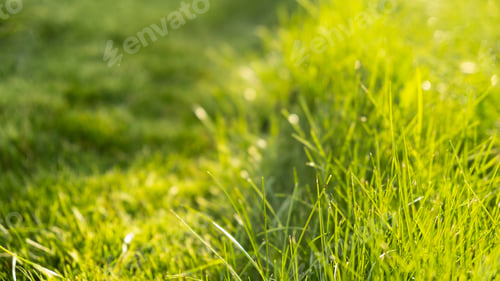 Preview: Green juicy grass on the lawn close-up at sunset. The border of the mown lawn.