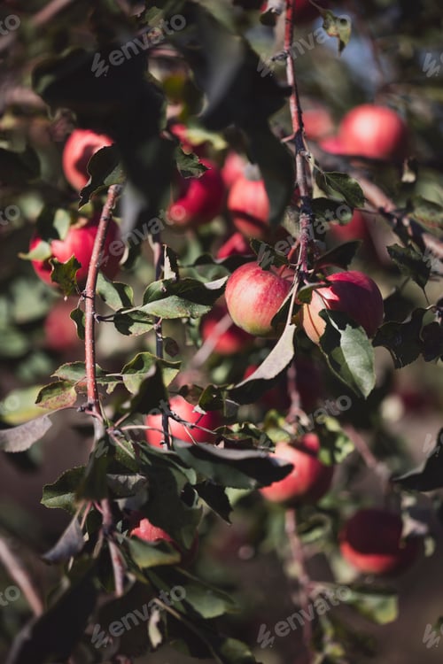 Preview: apple tree with red apples in the garden