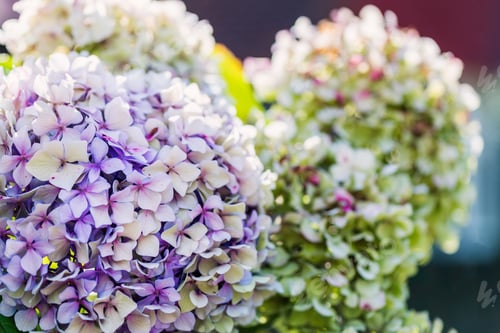 Preview: Pink and Blue Hydrangea Flowers in the Summer Garden