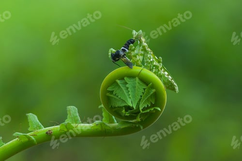 Preview: Praying Mantis Eats a Fly on Curl Leaf