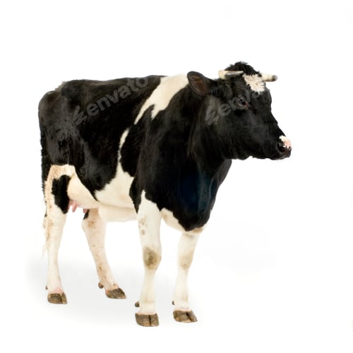 Preview: Cow