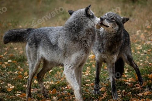 Preview: wolf, pack, togetherness, group, wilderness