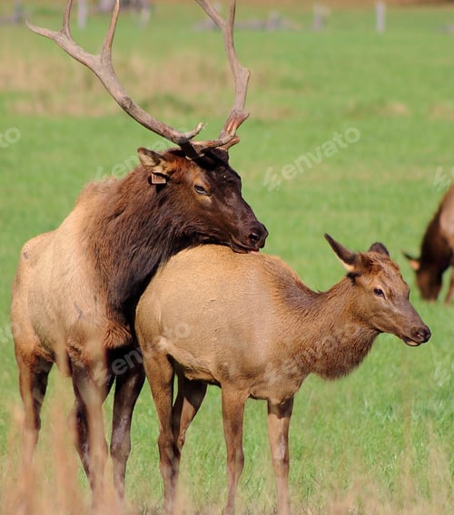 Preview: Elk in good mood